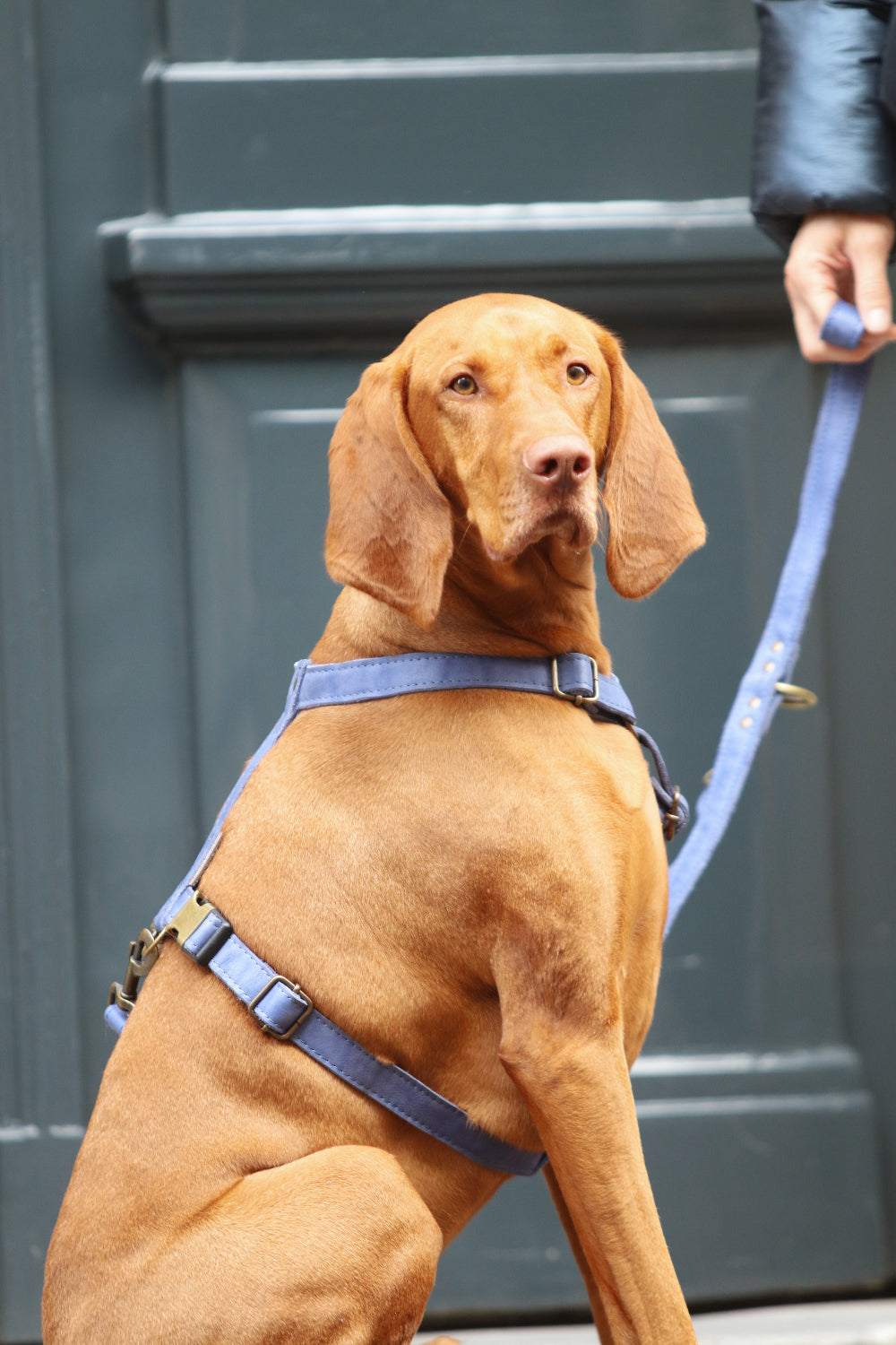Waarom jouw hond last krijgt van okselschuren (en hoe je dat voorkomt)