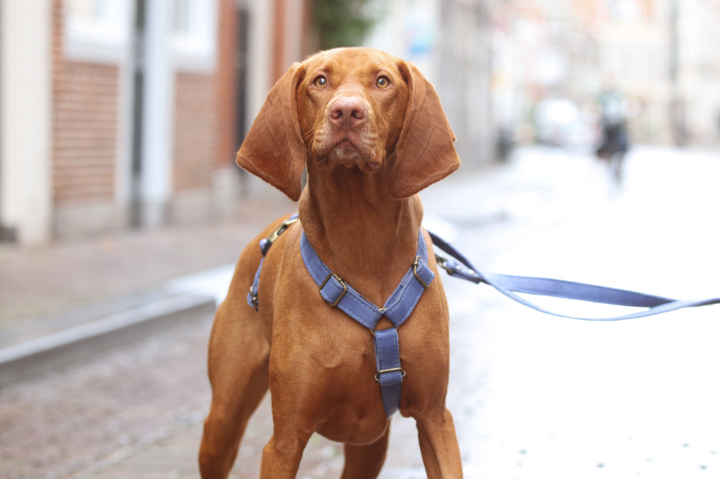 Hondentuig dat irriteert: wat te doen bij vachtproblemen & huidirritatie