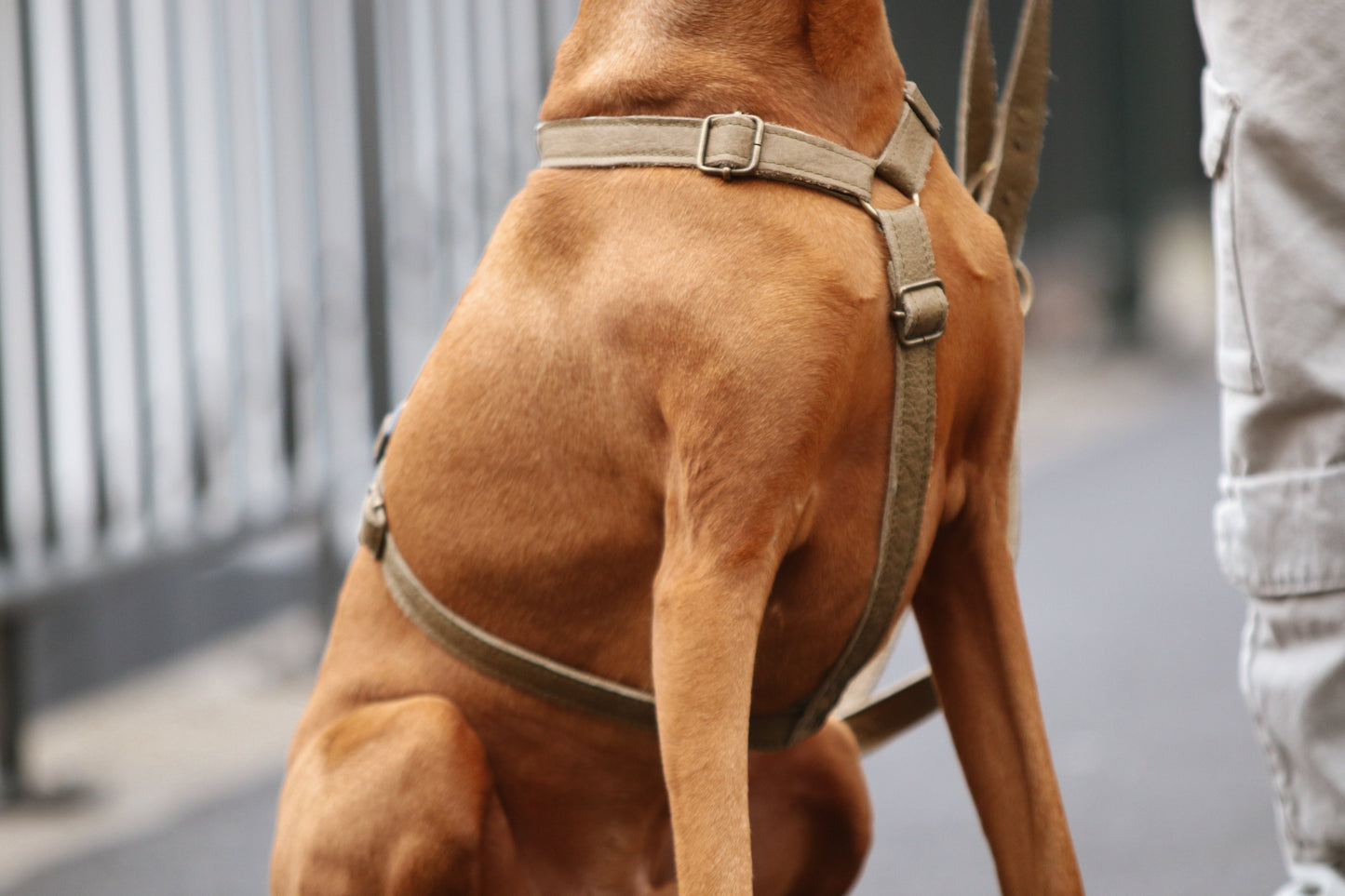 Help! Het tuig gaat in de oksels van mijn hond zitten