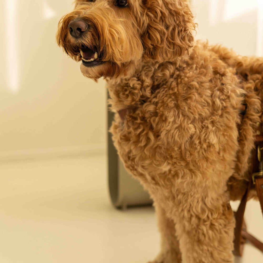 Waarom een tuigje voor een hond?