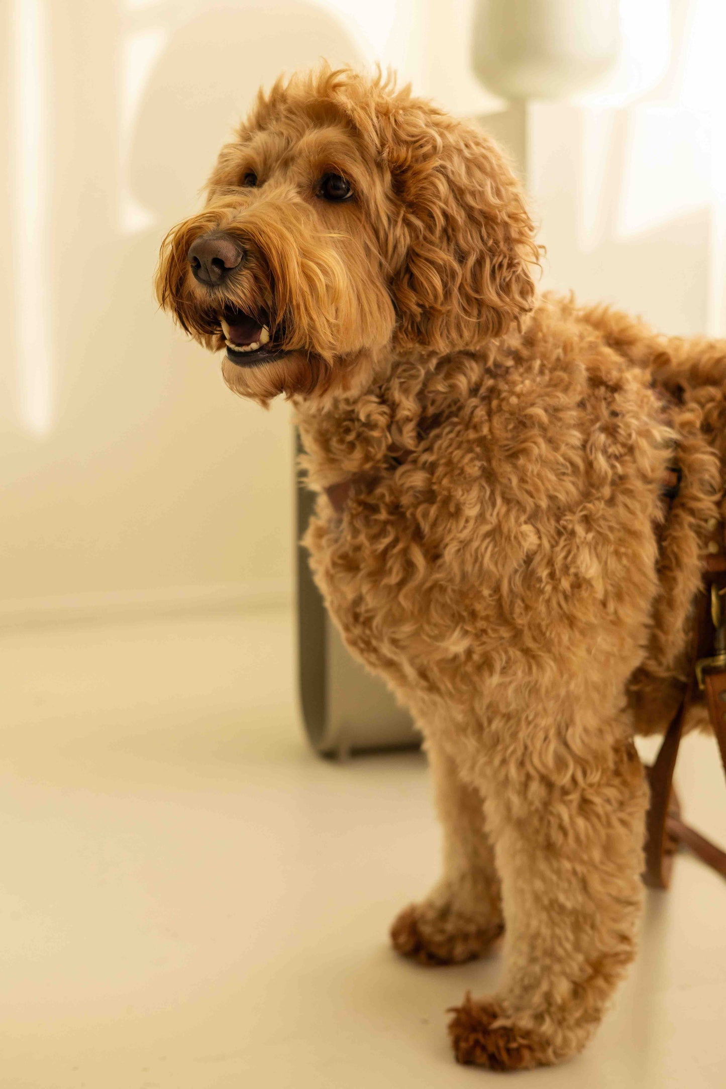 Waarom een tuigje voor een hond?