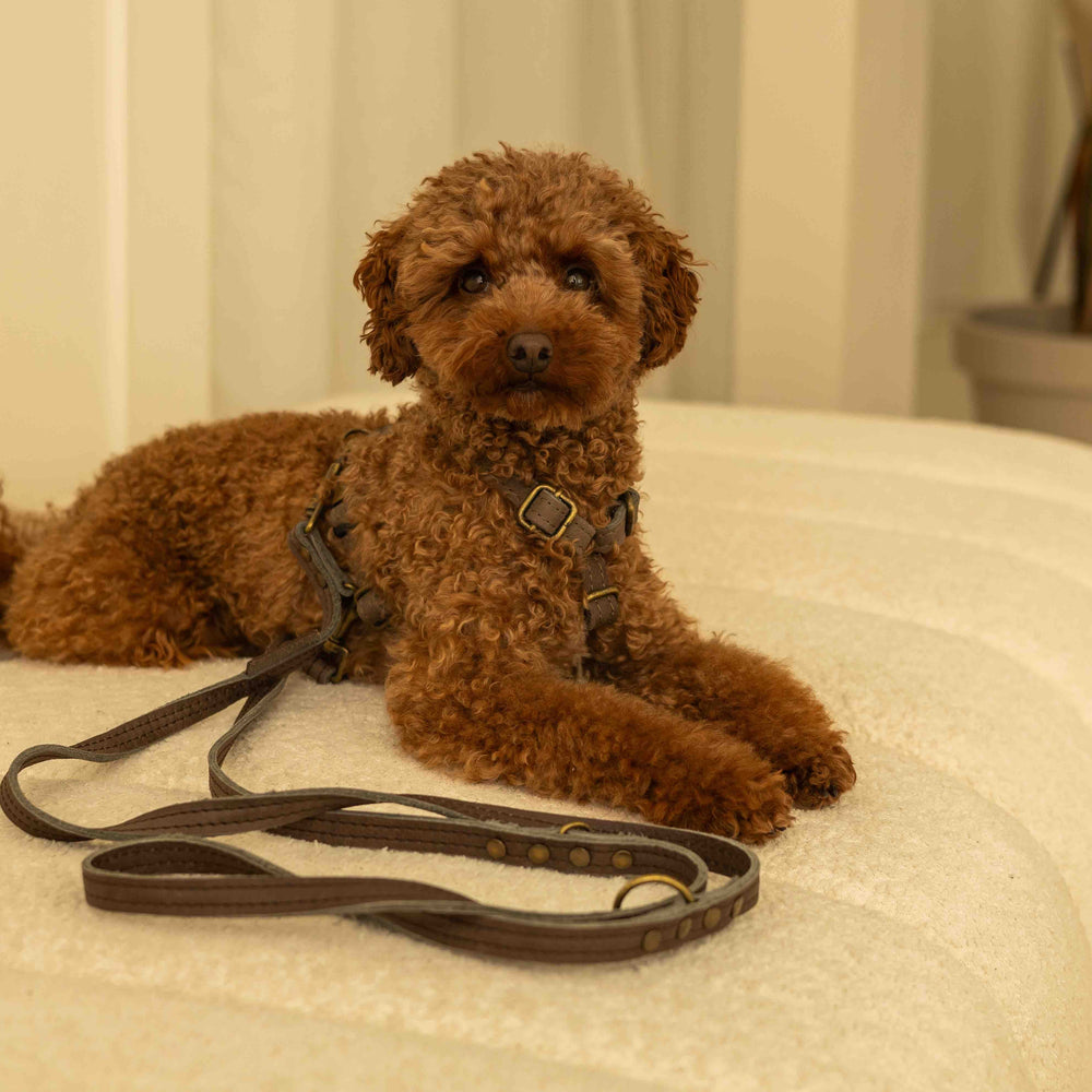 Welk tuig voor een trekkende hond?