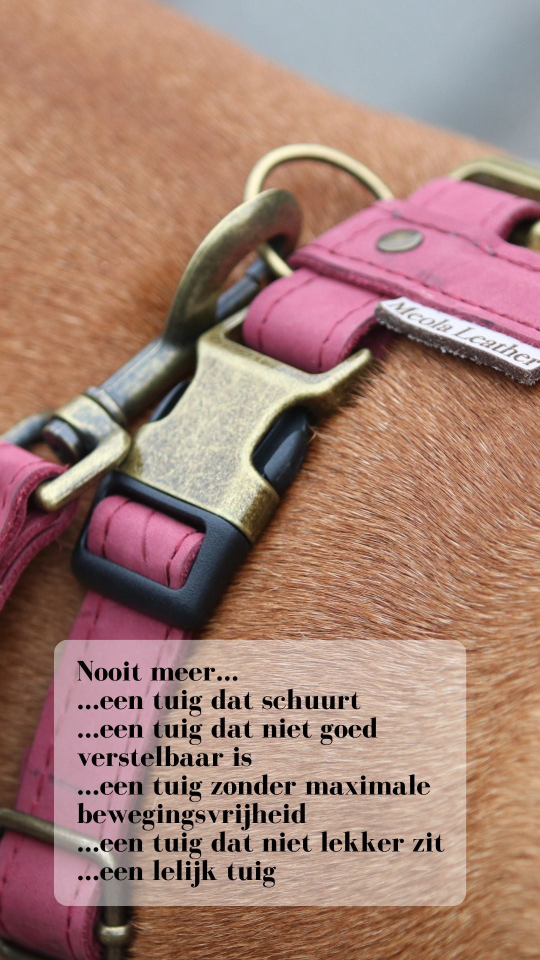 Detail hondentuig leer wijnrood