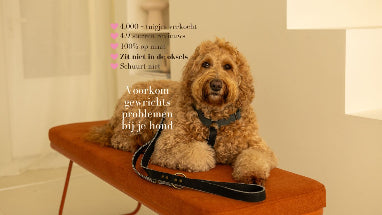 Voorkom_gewrichtsproblemen_bij_je_hond
