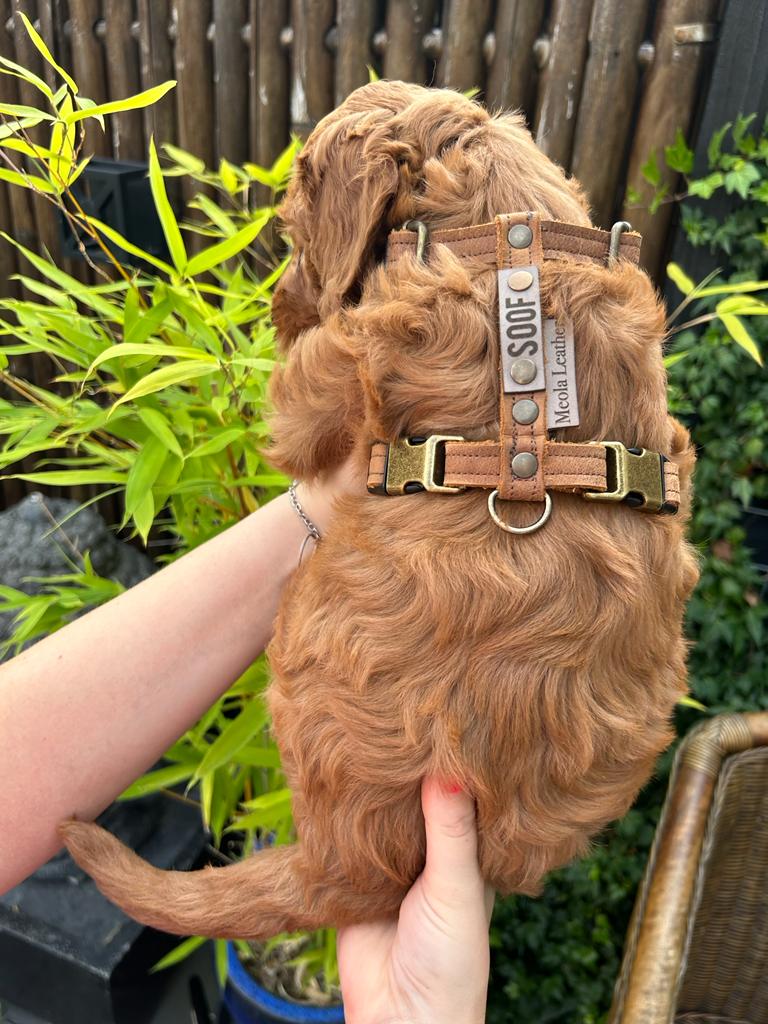 dogstumer handgemaakt leren tuig cognac met naam