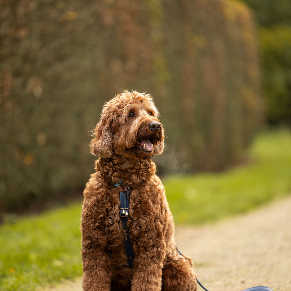 dogstumer handgemaakt leren tuig met naam moos limited blauw