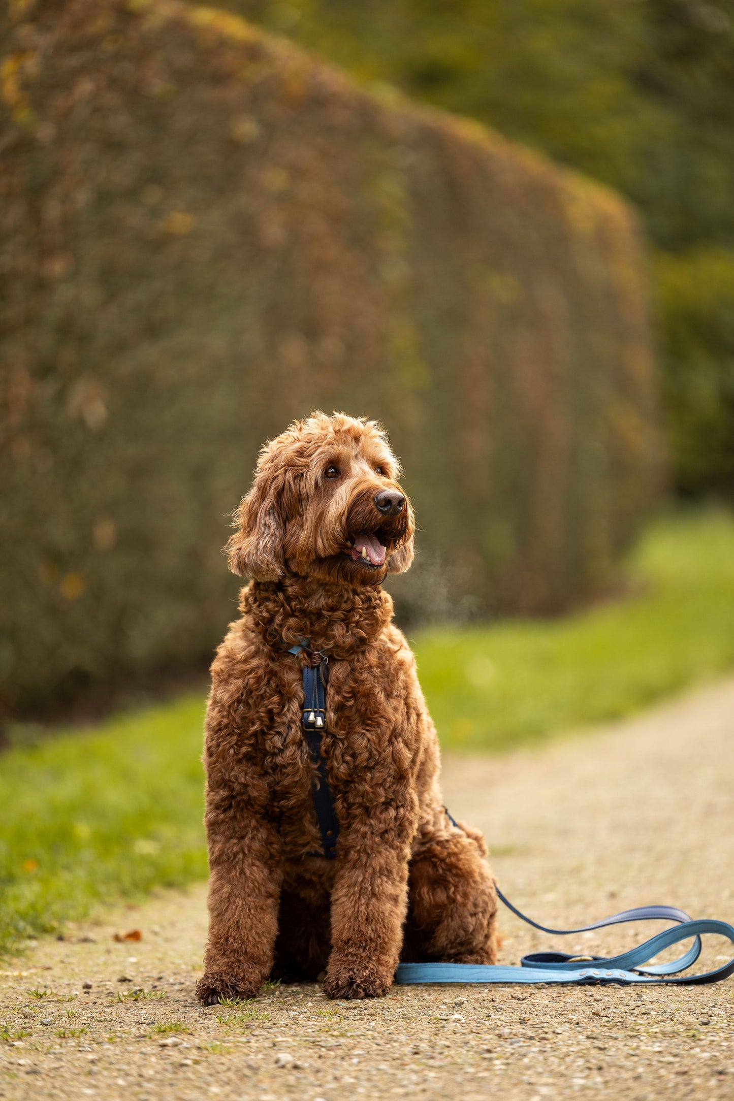 dogstumer handgemaakt leren tuig met naam moos limited blauw