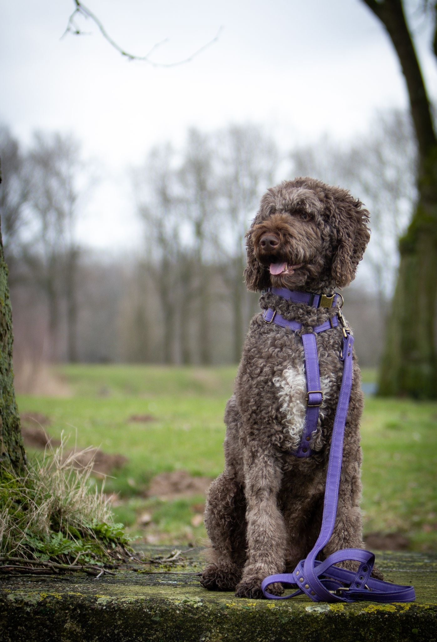 dogstumer handgemaakt leren tuig met naam paars