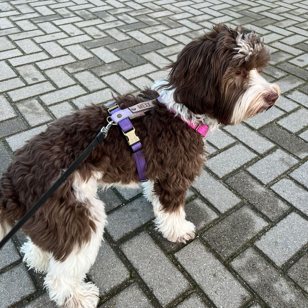 
                      
                        dogstumer leren tuig handgemaakt paars en roze op maat
                      
                    