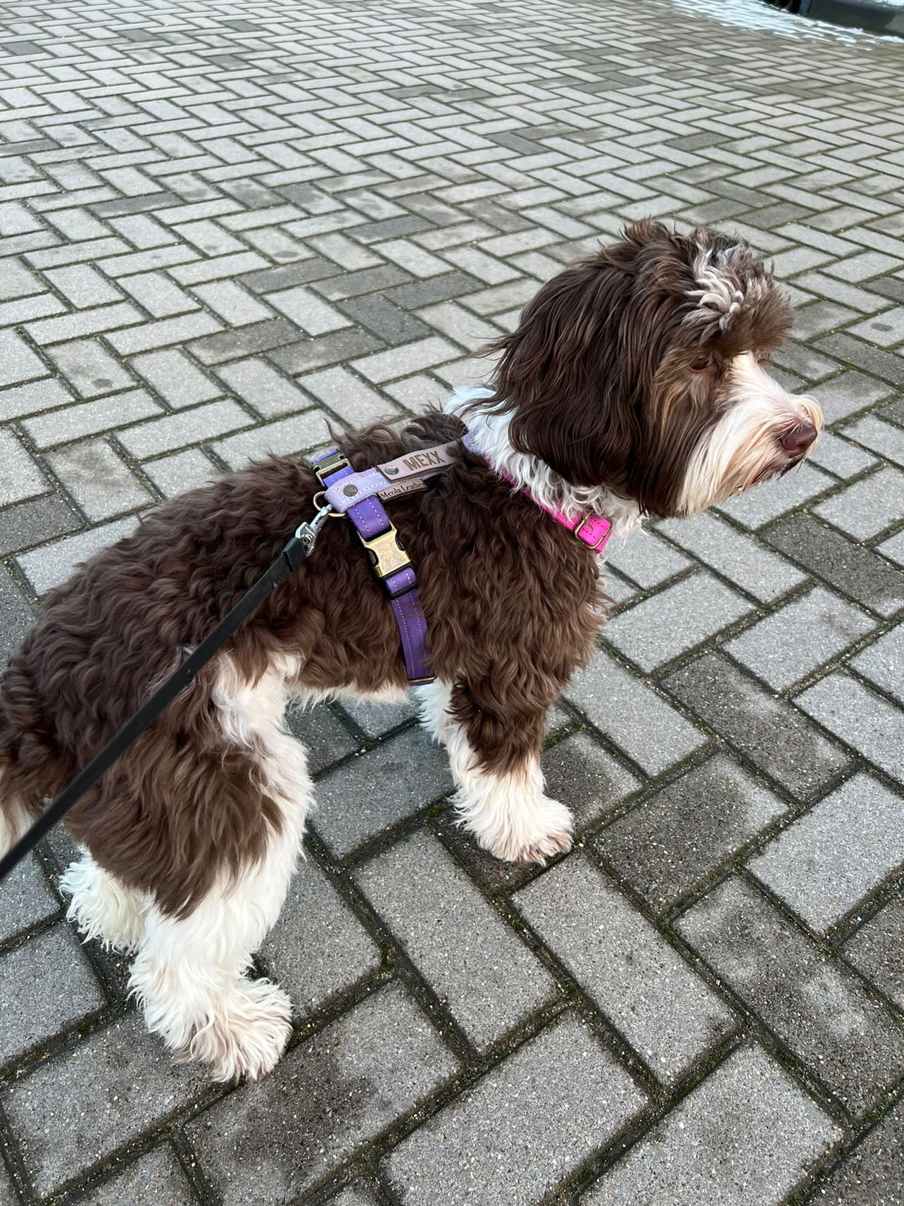 dogstumer leren tuig handgemaakt paars en roze op maat
