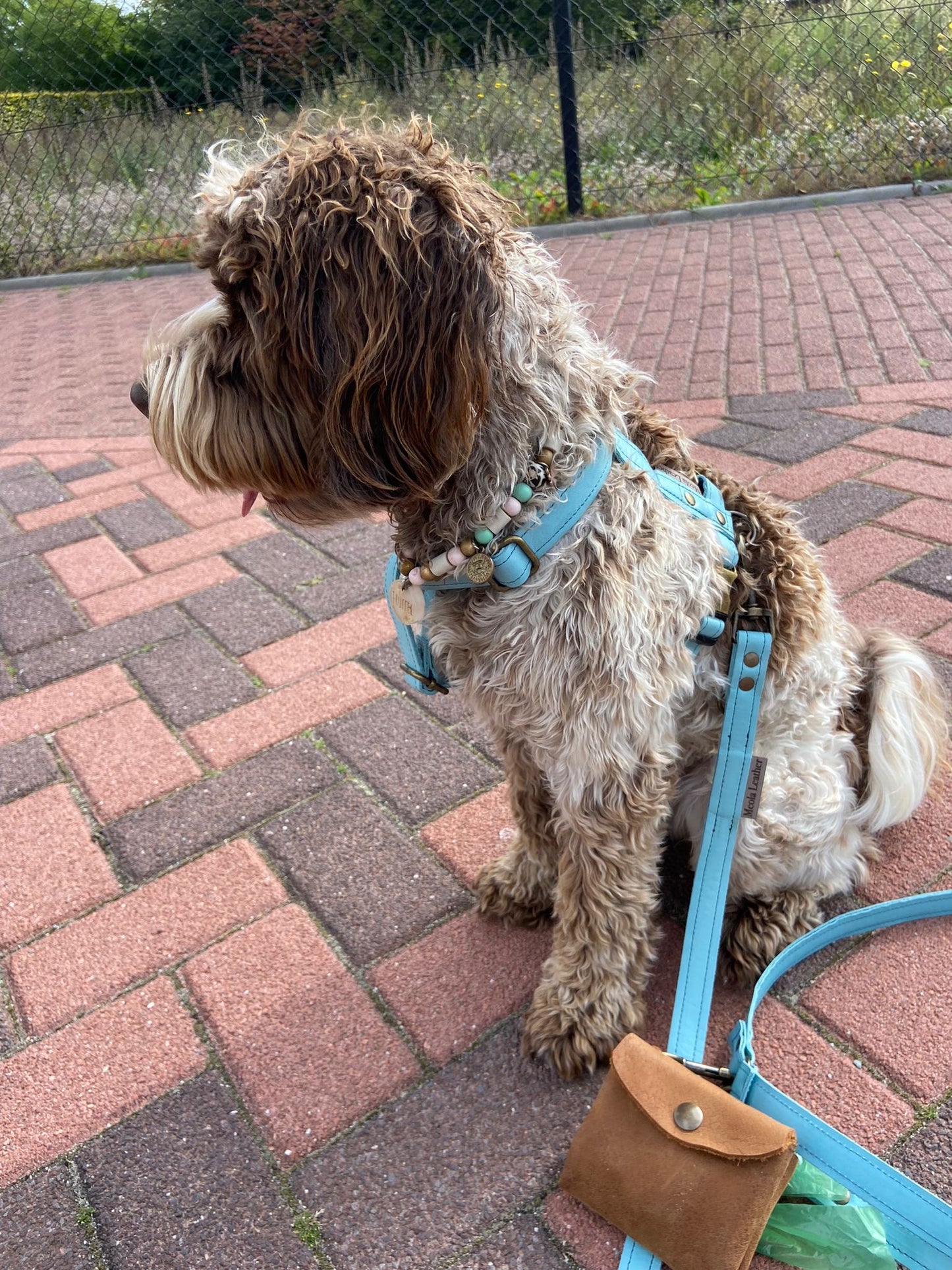 handgemaakt leren tuig dogstumer aqua