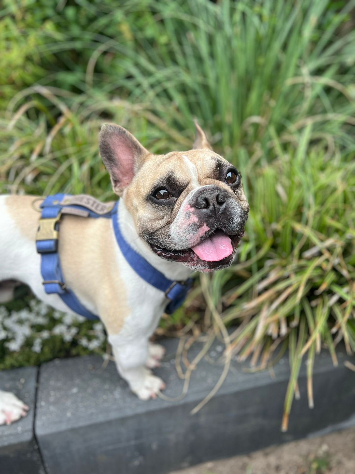 handgemaakt leren tuig dogstumer franse bulldog 