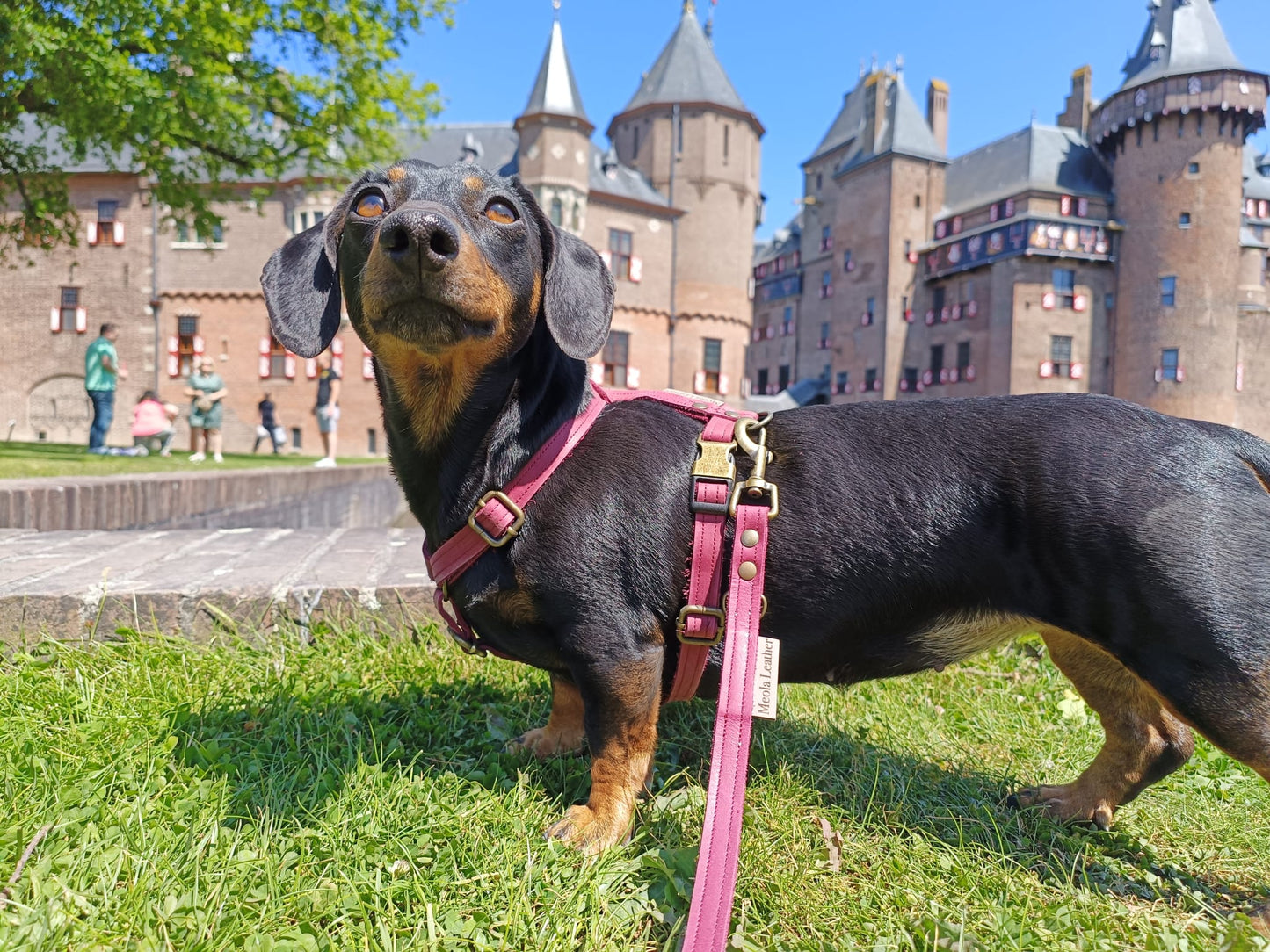 handgemaakt leren tuig dogstumer teckel wijnrood