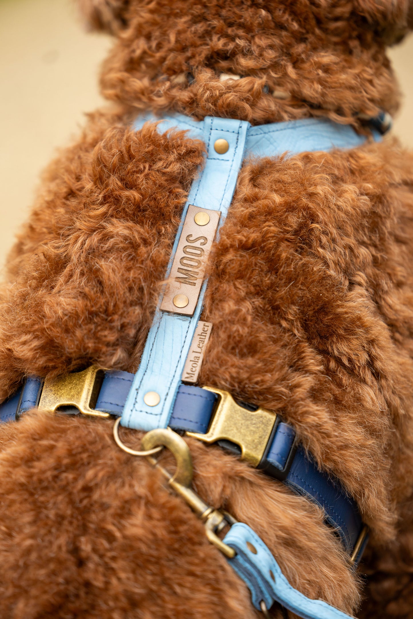 op maat gemaakt leren tuig meola leather dogs gepersonaliseerd