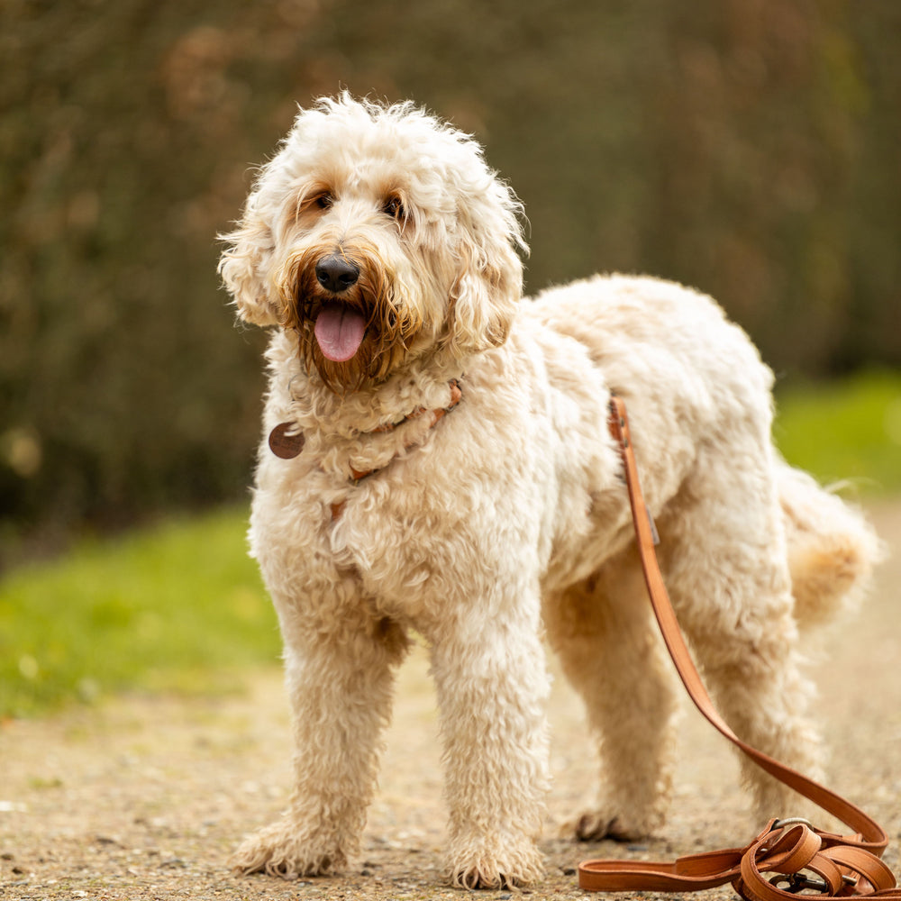 op maat gemaakt leren tuig meola leather dogs lever