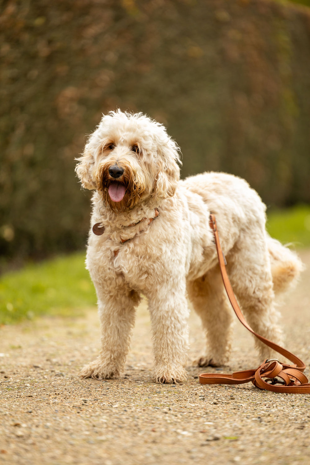 op maat gemaakt leren tuig meola leather dogs lever
