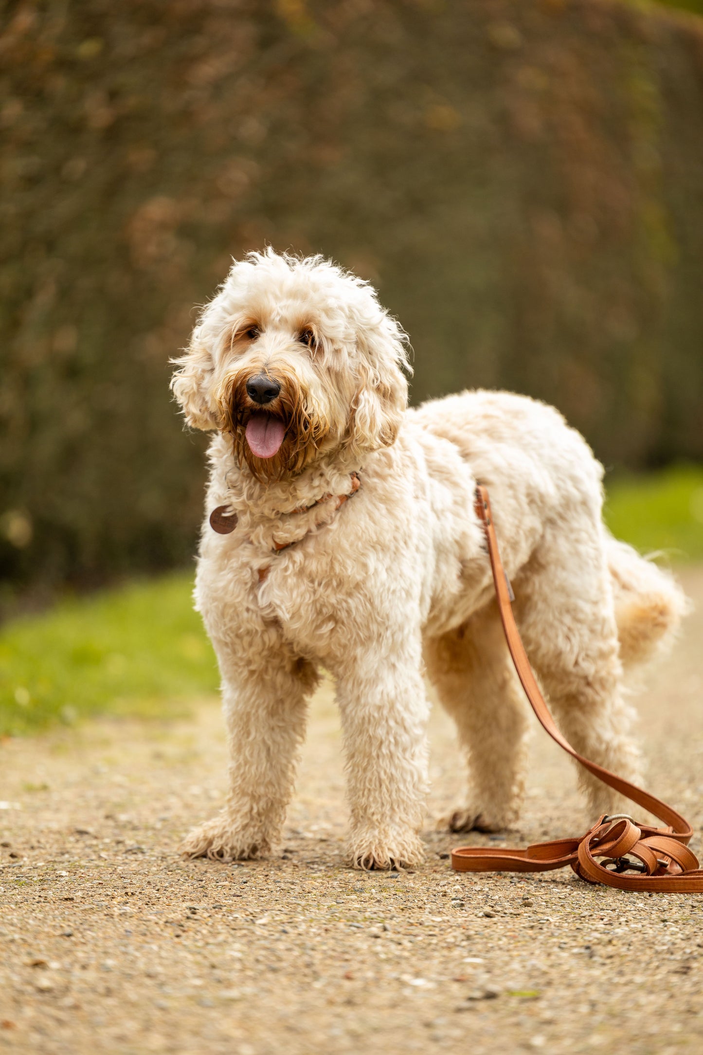 op maat gemaakt leren tuig meola leather dogs lever