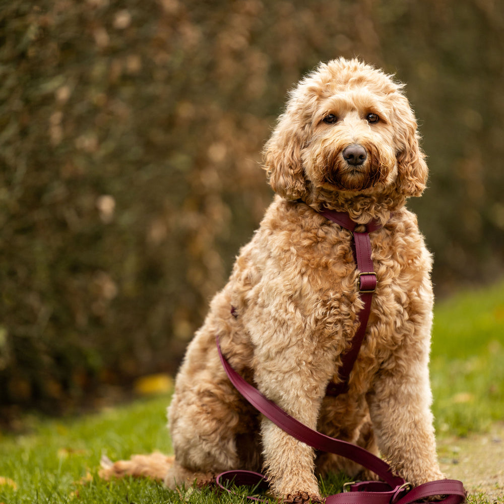 op maat gemaakt leren tuig meola leather dogs wijnrood