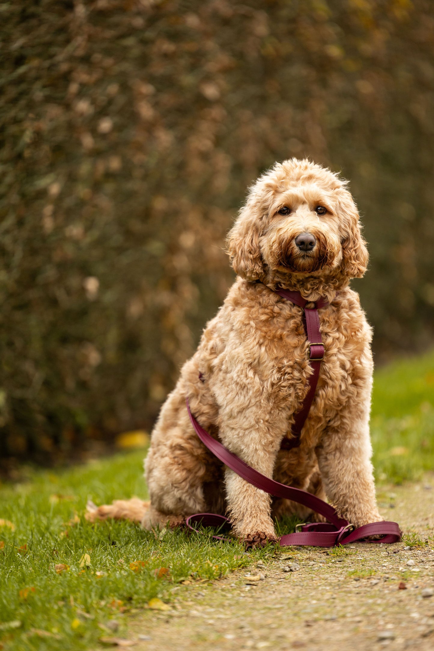 op maat gemaakt leren tuig meola leather dogs wijnrood
