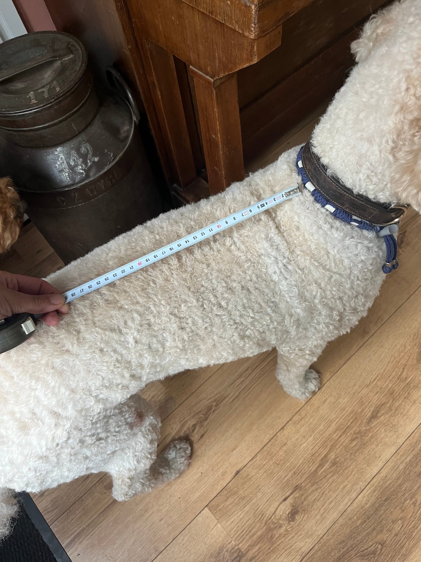 rug foto om perfect passend leren tuig te laten maken